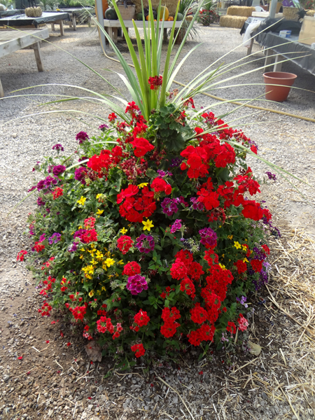 an amazing display at McCoard's Garden Center