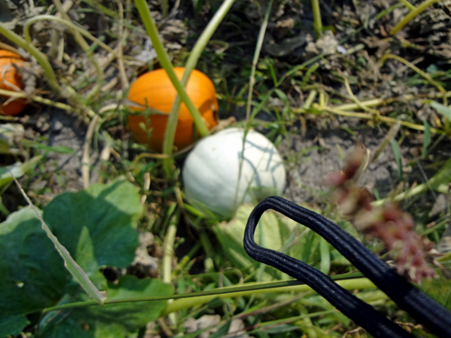 a white pumpkin