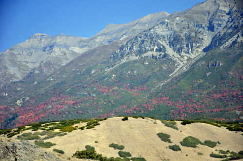 Fall foliage