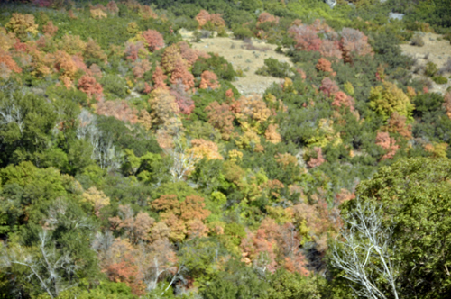 Fall foliage