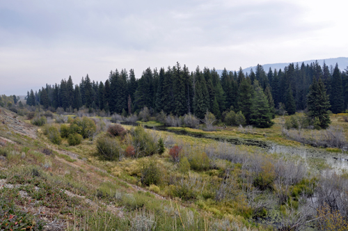 Moose Junction at Grand Tetons National Park