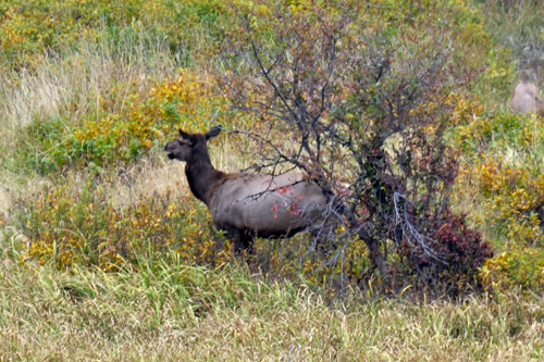 elk