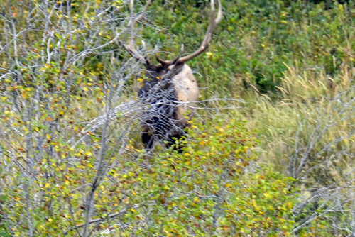 elk