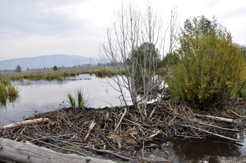 Karen stands by Cottonwood Creek 