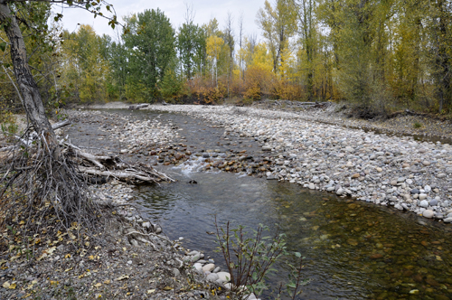 Karen stands by Cottonwood Creek 