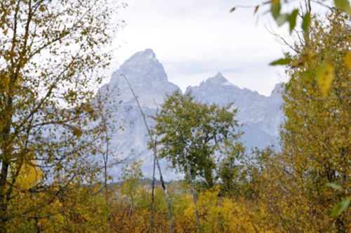 fall foliage