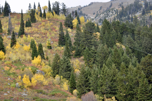 fall foliage