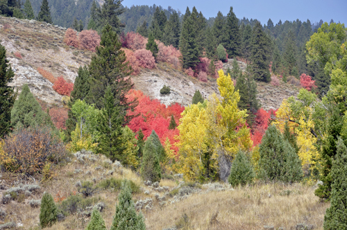 fall colors in wyoming