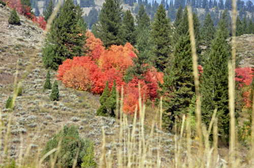 fall colors