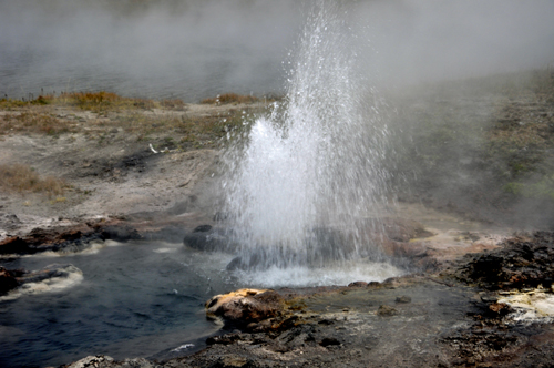 Young Hopeful Geyser