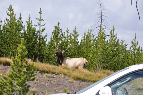 wildlife - elk