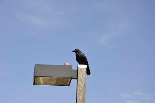 wildlife - raven