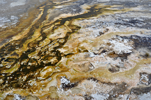 Anemone Geyser