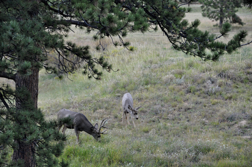 wildlife in the city