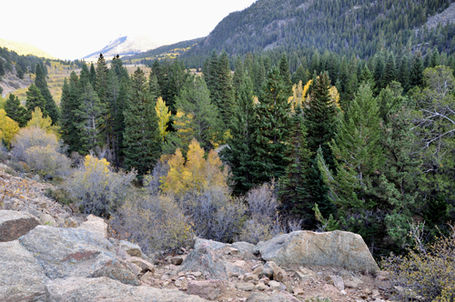 fall foliage on Old Fall River Road 