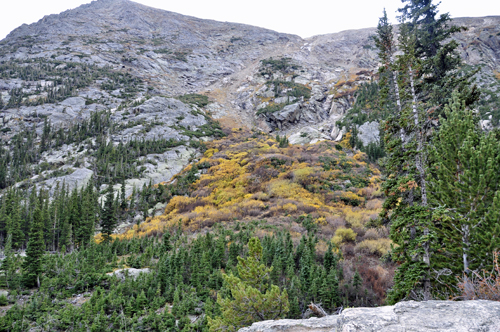 fall foliage on Old Fall River Road 
