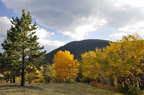fall foliage at Rocky Mountain National Park