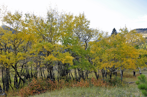 fall foliage at Rocky Mountain National Park