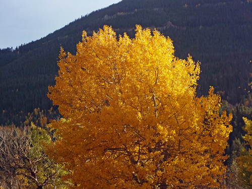 fall foliage at Rocky Mountain National Park