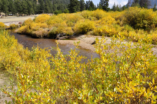 river and fall foliage at Rocky Mountain National Park
