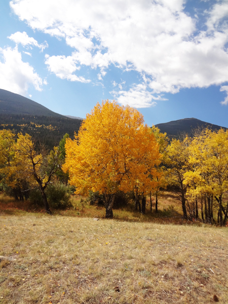 fall foliage at Rocky Mountain National Park