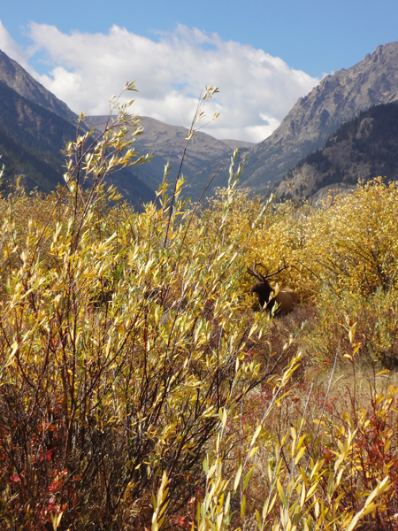 fall foliage at Rocky Mountain National Park