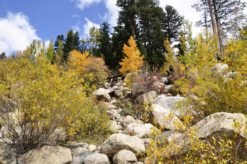 fall foliage at Rocky Mountain National Park