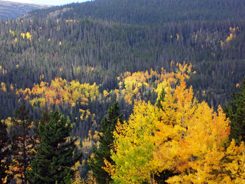fall foliage at Rocky Mountain National Park
