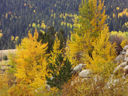 fall foliage at Rocky Mountain National Park
