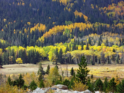 fall foliage at Rocky Mountain National Park
