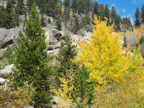 fall foliage at Rocky Mountain National Park