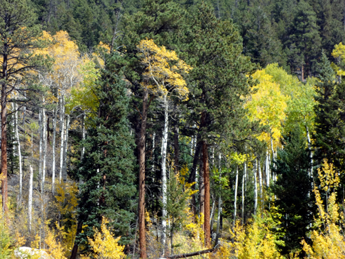 fall foliage at Rocky Mountain National Park