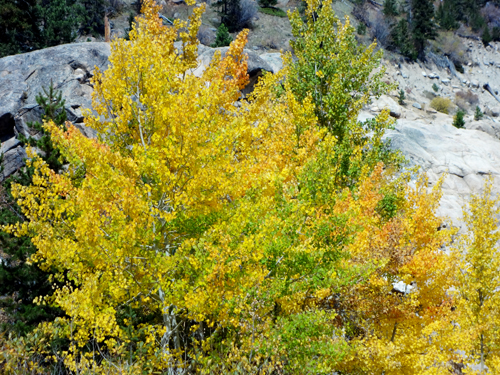 fall foliage at Rocky Mountain National Park