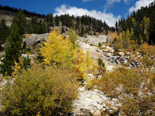 fall foliage at Rocky Mountain National Park