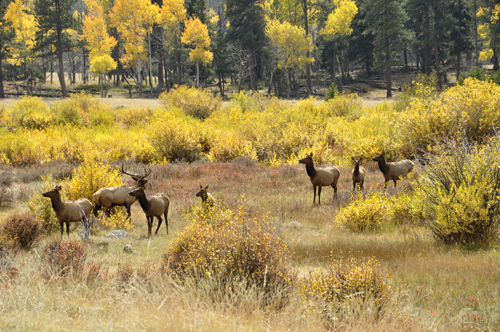 elk at Rocky Mountain National Park in Colorado