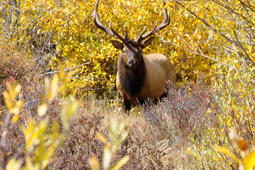 elk at Rocky Mountain National Park in Colorado