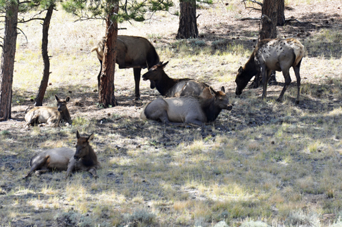 elk at Rocky Mountain National Park in Colorado