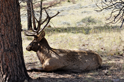 elk at Rocky Mountain National Park in Colorado