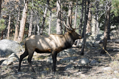 elk at Rocky Mountain National Park in Colorado