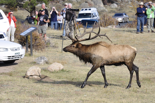 elk atRocky Mountain National Park in Colorado