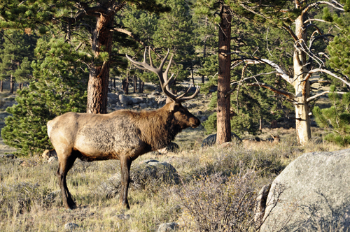 elk atRocky Mountain National Park in Colorado