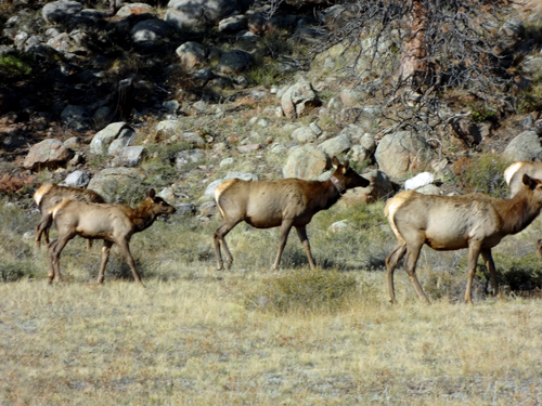 elk atRocky Mountain National Park in Colorado