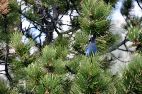 a blue bird