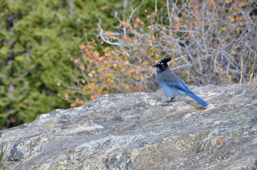 a blue bird