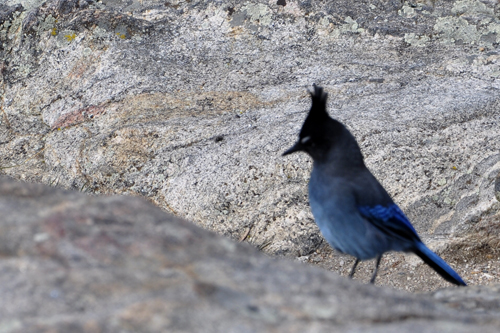 a blue bird