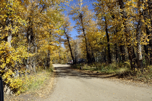 The road and fall colors 