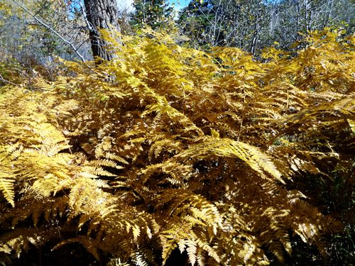 large, colorful ferns