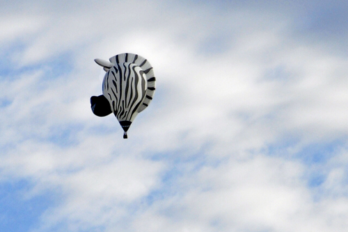 zebra hot air balloon