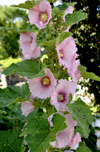 flowers