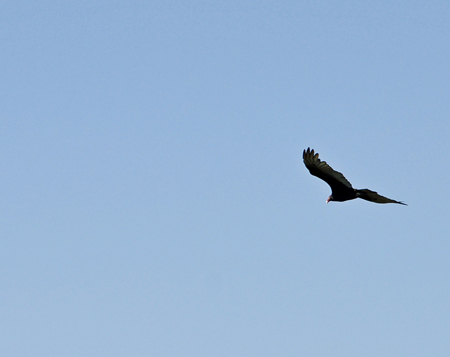 a big bird flying overhead